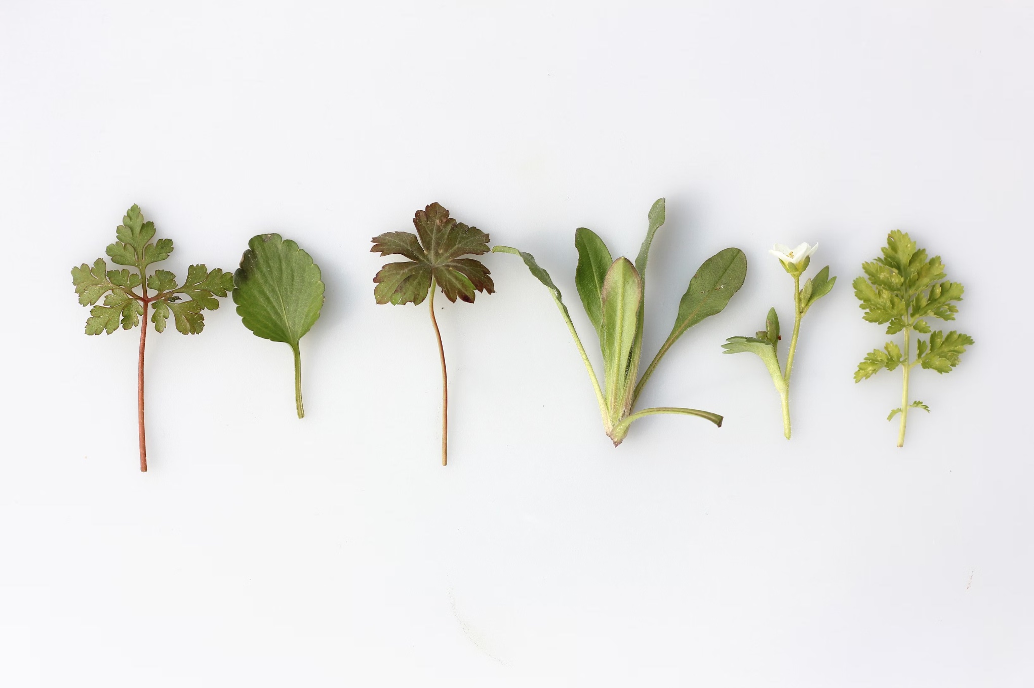 Flat lay of supplements and herbs for women’s hormone health